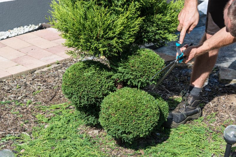 Shrub Cutting