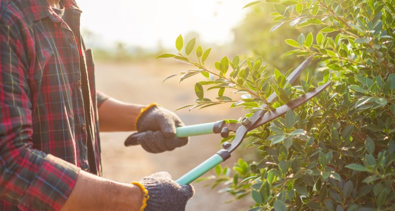 Pruning Tools for Shrub Trimming