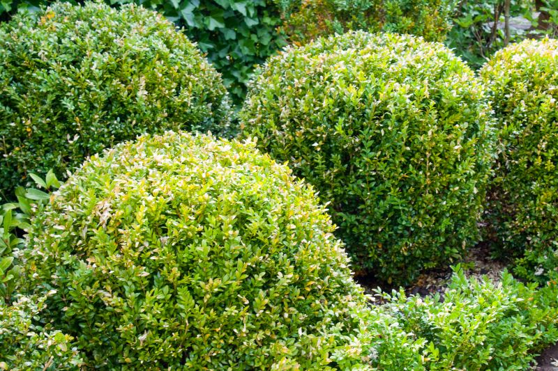 Healthy shrub growth
