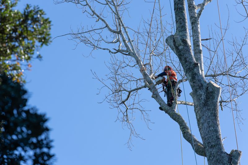 Tree Service Companies